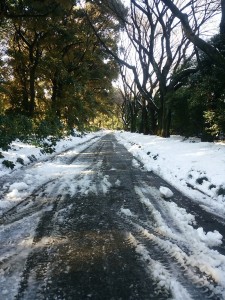 yuki_20180124_0179